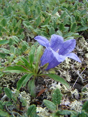 Campanula dasyantha
