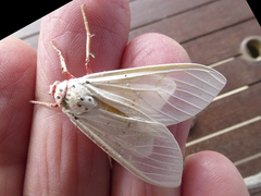 Amerila rubripes
