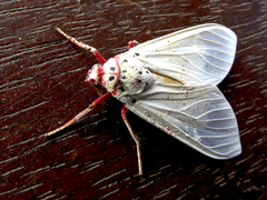 Amerila rubripes
