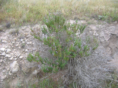 Salvia brandegeei