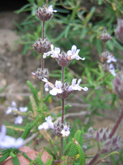 Salvia brandegeei