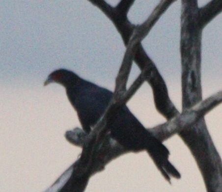 Ibycter americanus