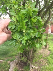 Crataegus monogyna