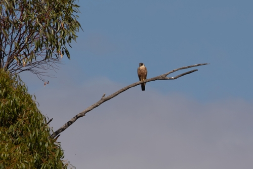 Australian Hobby