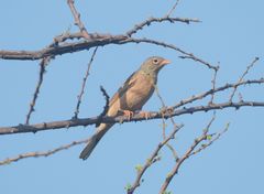Emberiza buchanani