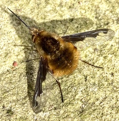 Bombylius major