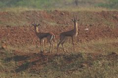Gazella bennettii