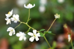 Isopyrum thalictroides