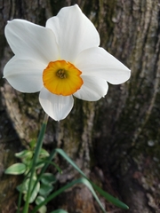 Narcissus poeticus