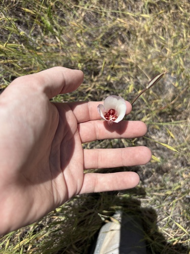 Calochortus simulans, photograph 3