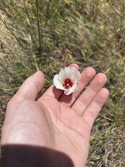 Calochortus simulans, photograph (c) Skyler K, some rights reserved (CC BY)