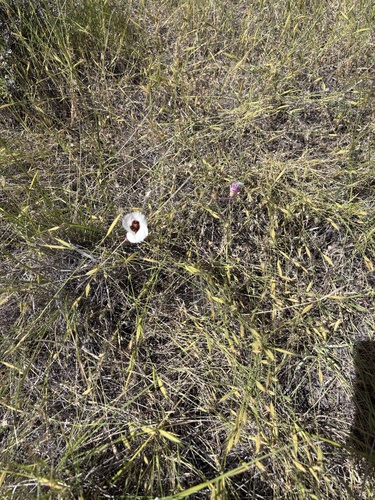 Calochortus simulans, photograph 1
