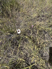 Calochortus simulans