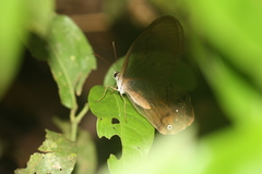 Haetera piera