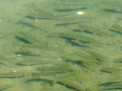 Fundulus parvipinnis