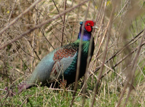 Green Pheasant