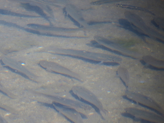 Fundulus parvipinnis