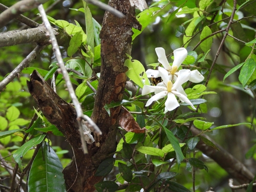 common gardenia