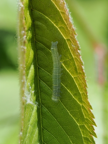 Insekten