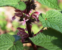 Lamium orvala