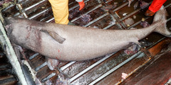 Greenland Shark photo 4