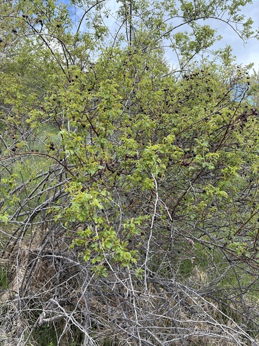 Jerusalem Thorn