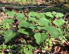 Lamium orvala
