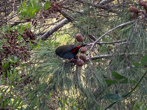 Beautiful Firetail (Stagonopleura bella), photo 5