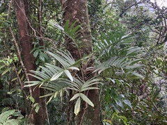 Rhaphidophora tenuis