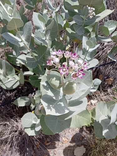 giant milkweed