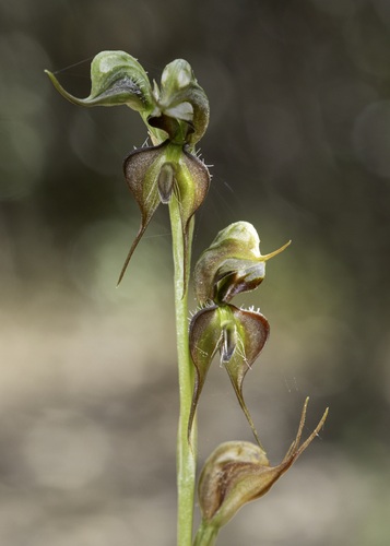 Pterostylis lepida