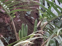 Rhaphidophora tenuis