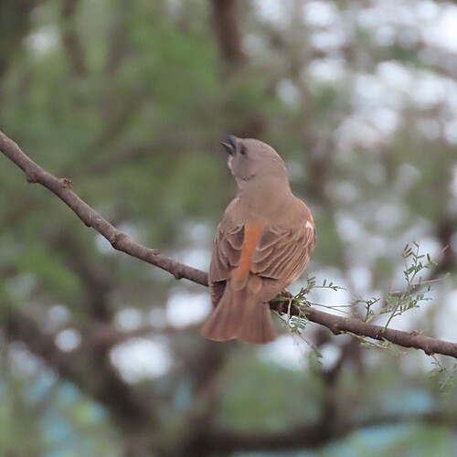 Swahili Sparrow (Passer suahelicus), photo 4