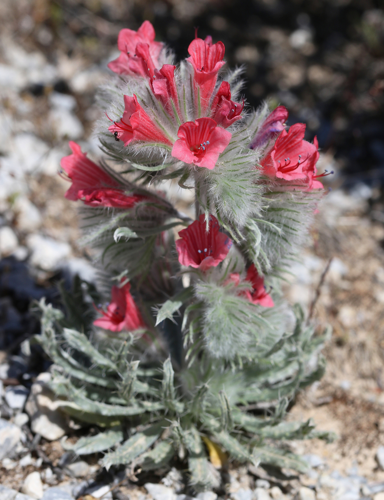 White-leaved bugloss