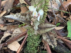 Nephelaphyllum