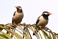 Indian Pied Myna photo 4