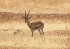 Gazella bennettii