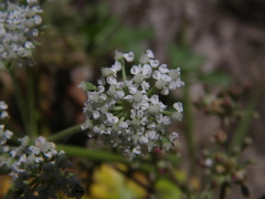 Kitagawia litoralis