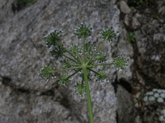 Kitagawia litoralis