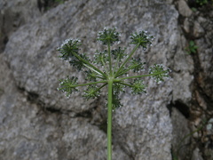 Kitagawia litoralis