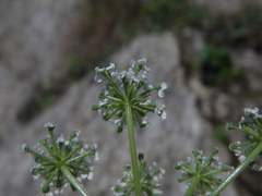 Kitagawia litoralis