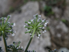 Kitagawia litoralis
