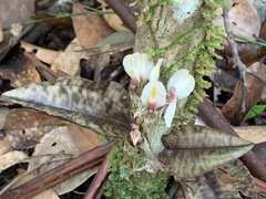 Nephelaphyllum