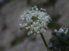 Kitagawia litoralis