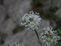 Kitagawia litoralis
