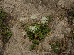 Kitagawia litoralis