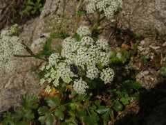 Kitagawia litoralis