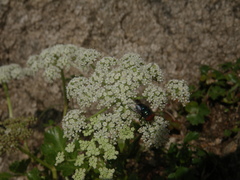 Kitagawia litoralis
