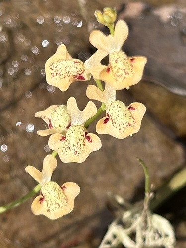 Utricularia fulva, photograph 4