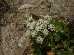 Kitagawia litoralis